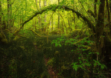 Enchanting Forest Landscapes By Daniel Paravisini