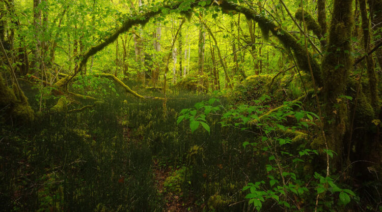 Enchanting Forest Landscapes By Daniel Paravisini