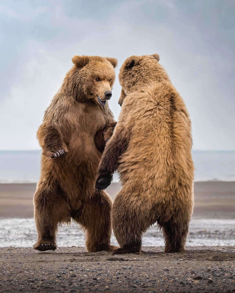 Grizzly Bear Photos From Alaska Lake Clark National Park By Joe Moreno