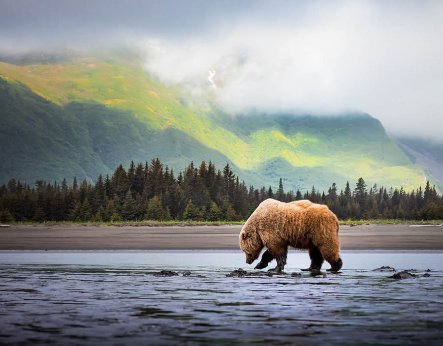 Grizzly Bear Photos From Alaska Lake Clark National Park By Joe Moreno