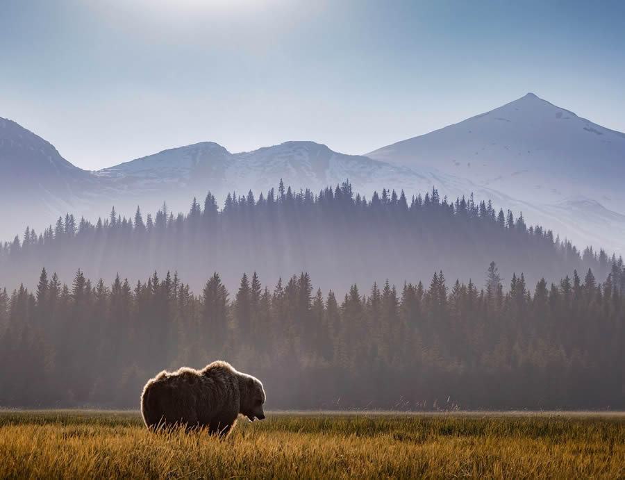 Grizzly Bear Photos From Alaska Lake Clark National Park By Joe Moreno