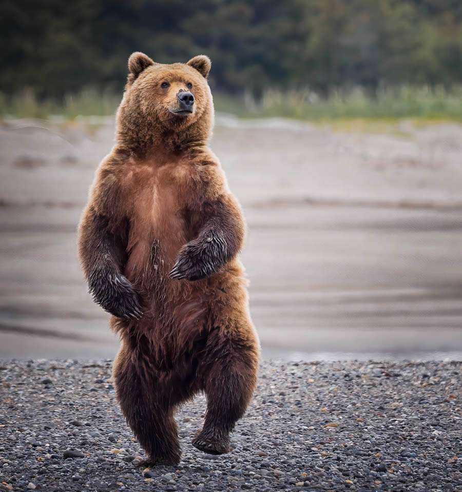 Grizzly Bear Photos From Alaska Lake Clark National Park By Joe Moreno