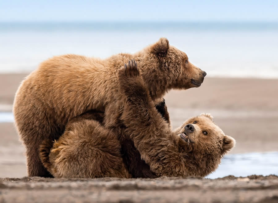 Grizzly Bear Photos From Alaska Lake Clark National Park By Joe Moreno