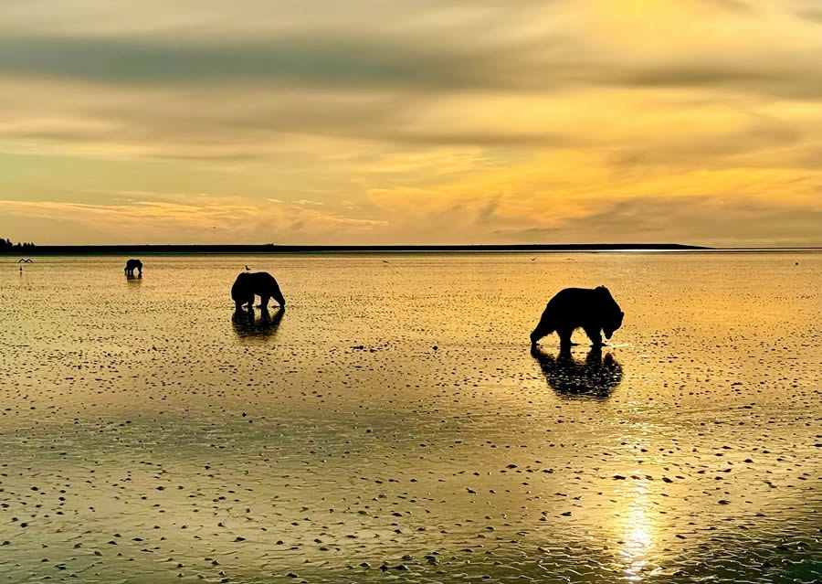 Grizzly Bear Photos From Alaska Lake Clark National Park By Joe Moreno