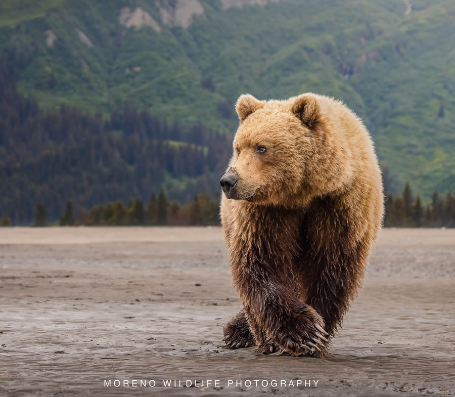 Grizzly Bear Photos From Alaska Lake Clark National Park By Joe Moreno