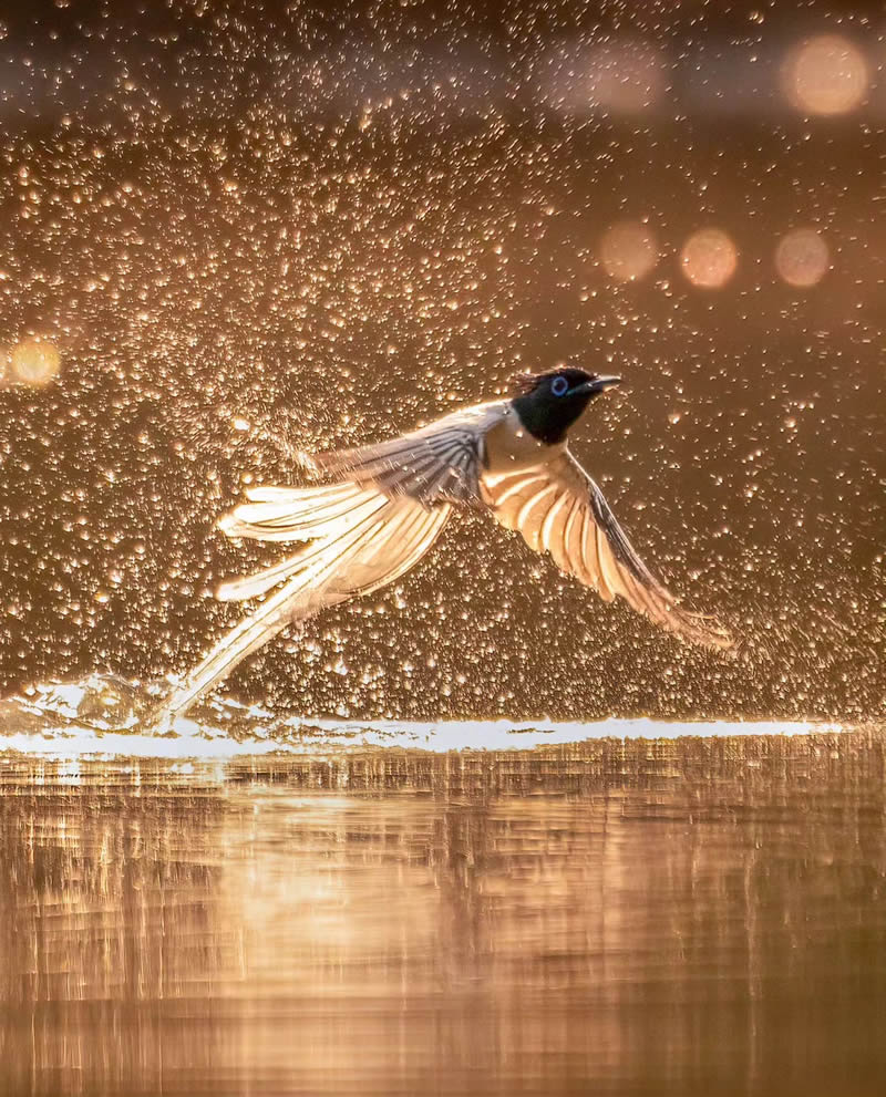 Indian Bird Photography By Abhijit Mishra