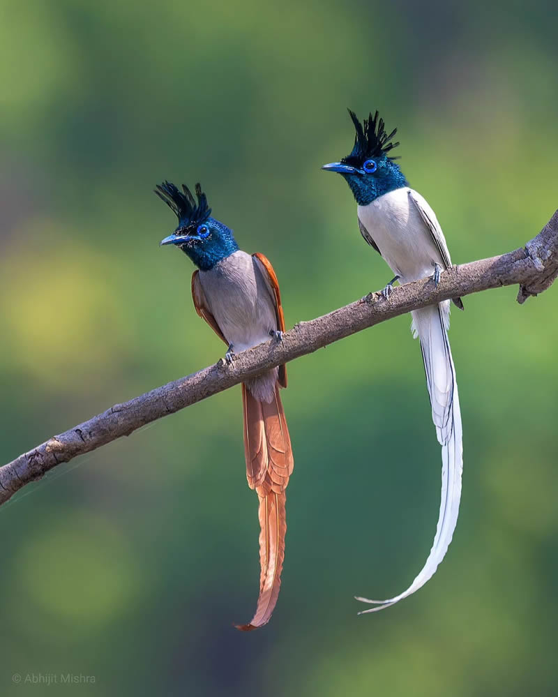 Indian Bird Photography By Abhijit Mishra