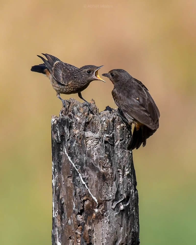 Indian Bird Photography By Abhijit Mishra