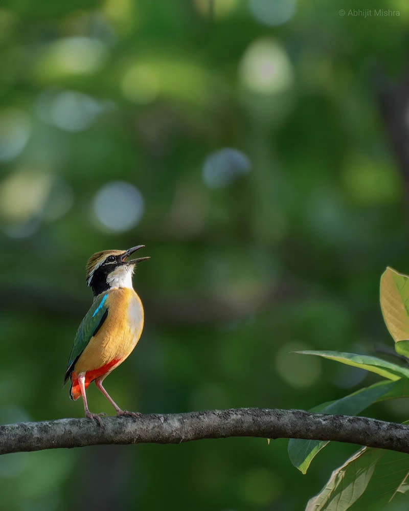 Indian Bird Photography By Abhijit Mishra