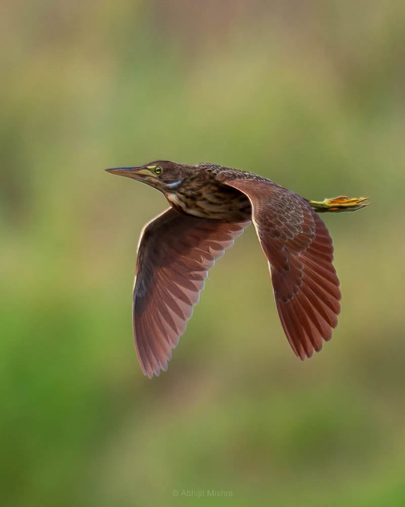 Indian Bird Photography By Abhijit Mishra