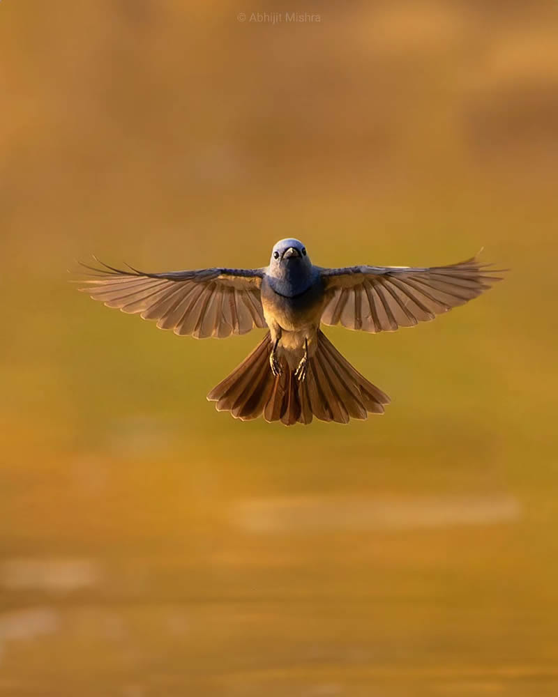 Indian Bird Photography By Abhijit Mishra