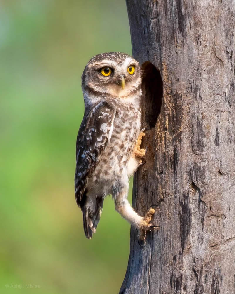 Indian Bird Photography By Abhijit Mishra