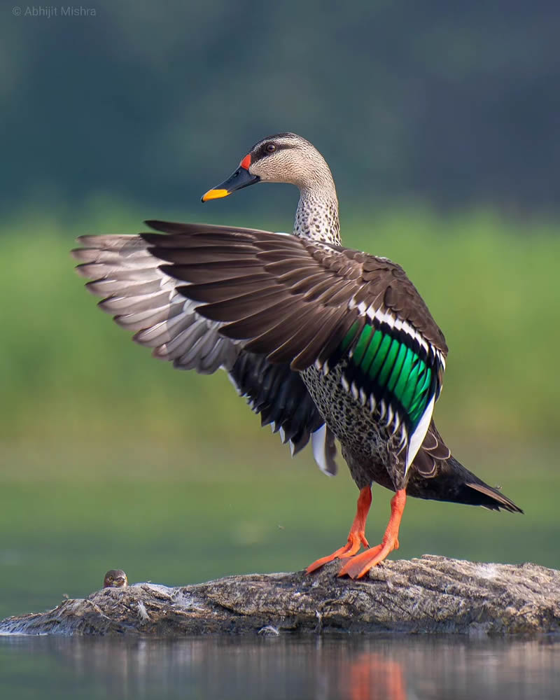 Indian Bird Photography By Abhijit Mishra