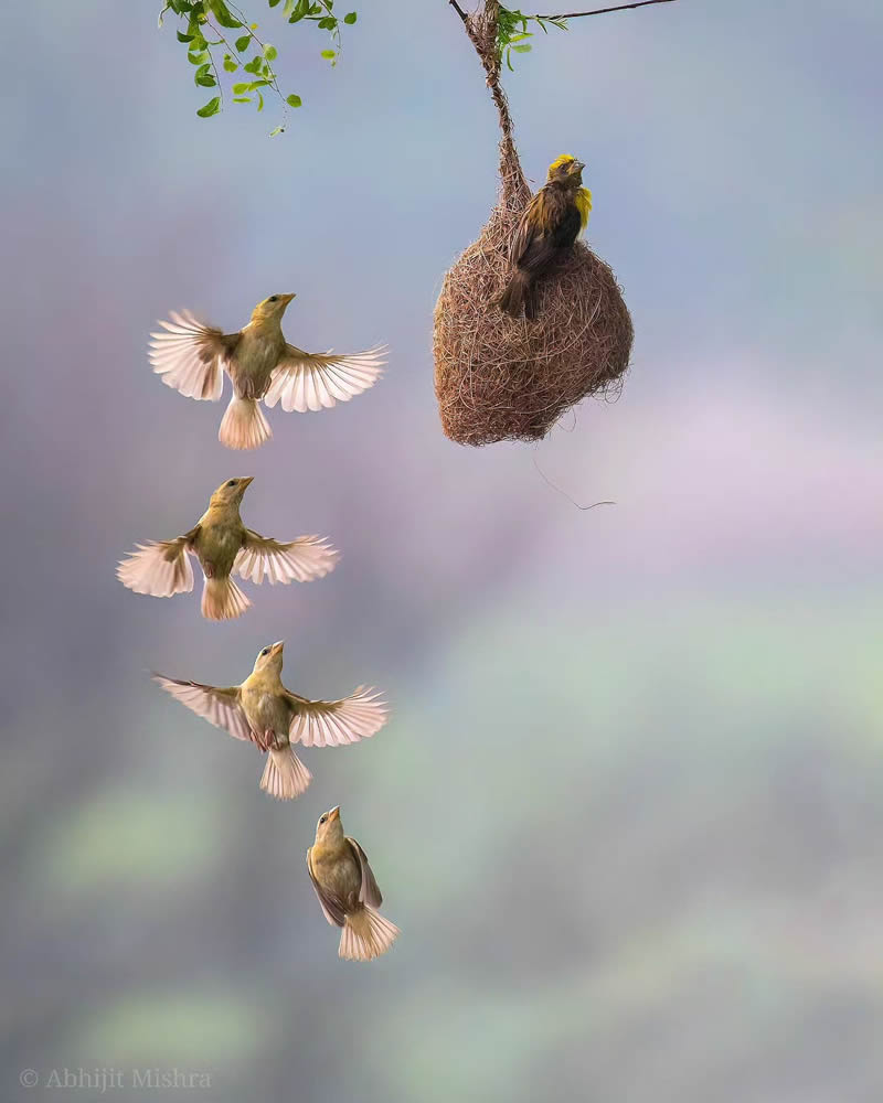 Indian Bird Photography By Abhijit Mishra