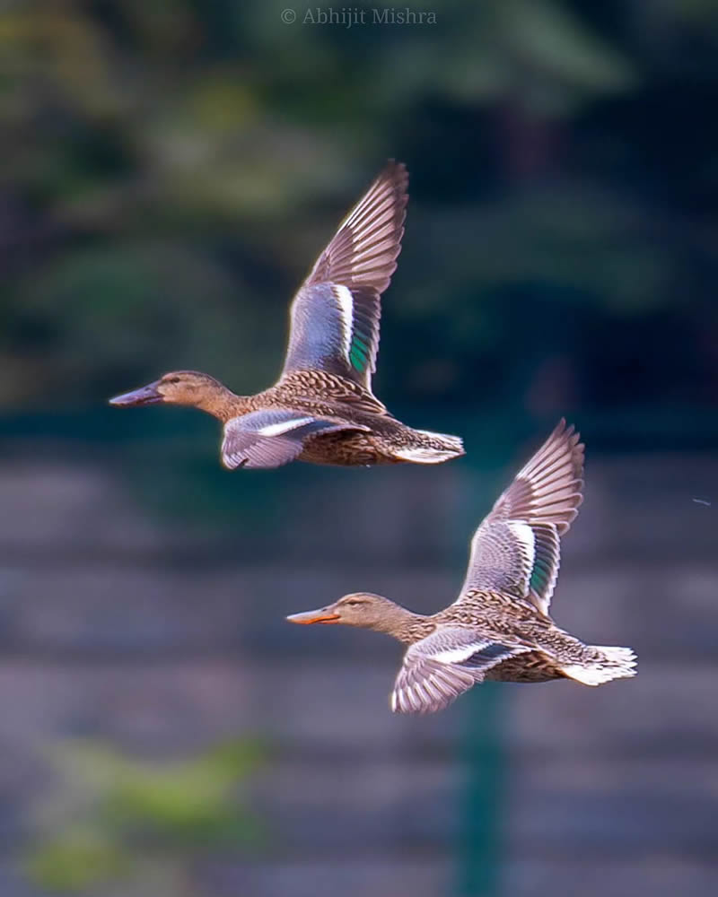 Indian Bird Photography By Abhijit Mishra