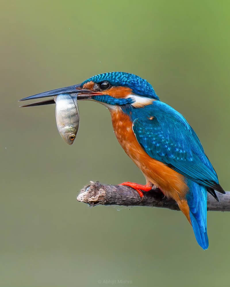 Indian Bird Photography By Abhijit Mishra