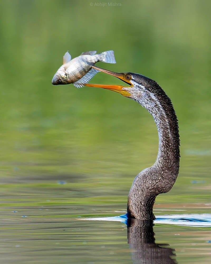 Indian Bird Photography By Abhijit Mishra