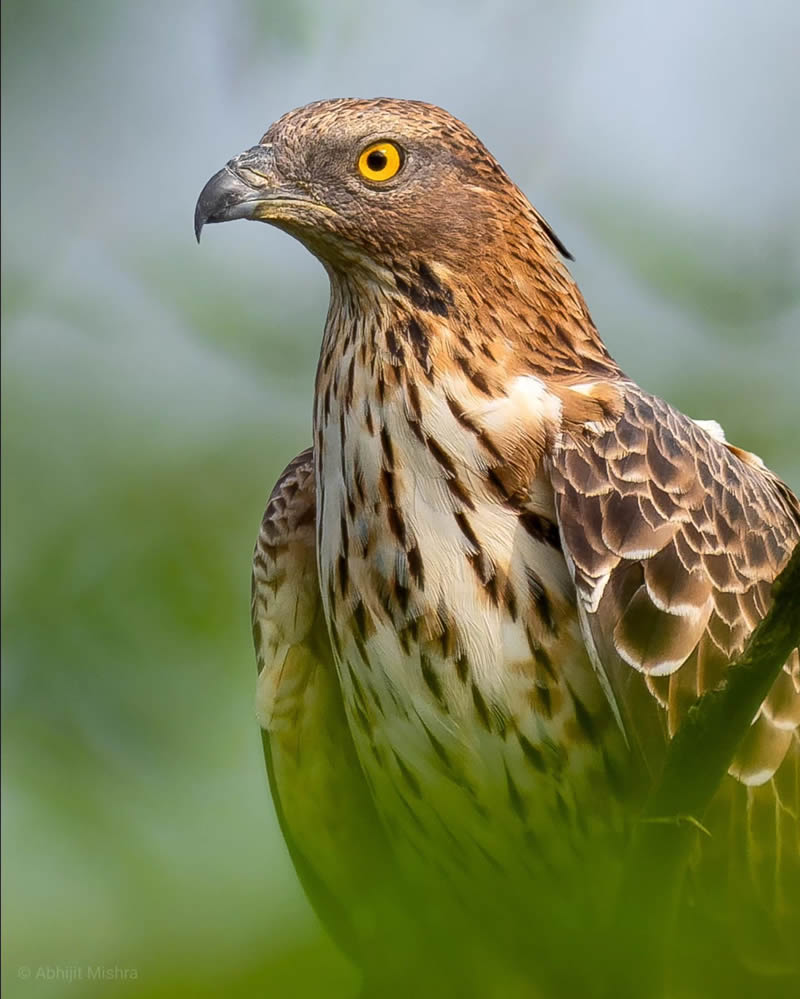 Indian Bird Photography By Abhijit Mishra