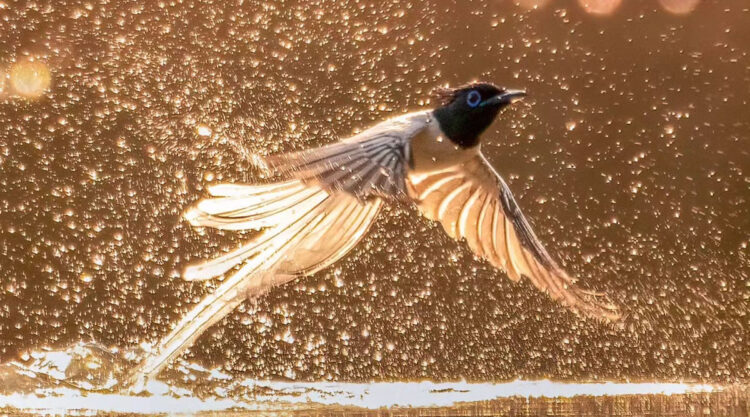 Indian Bird Photography By Abhijit Mishra