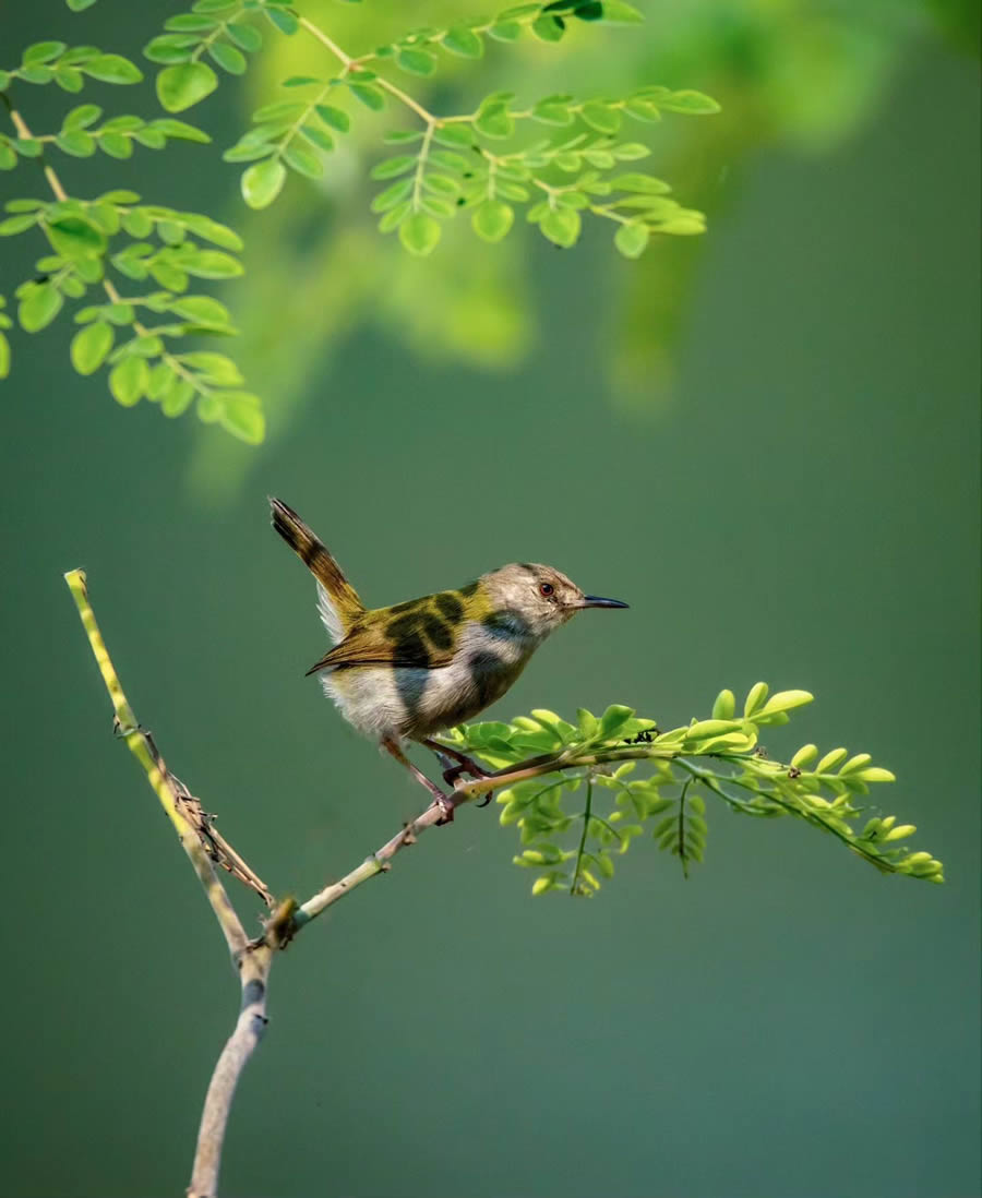 Indian Bird Photography By Arnab Roy