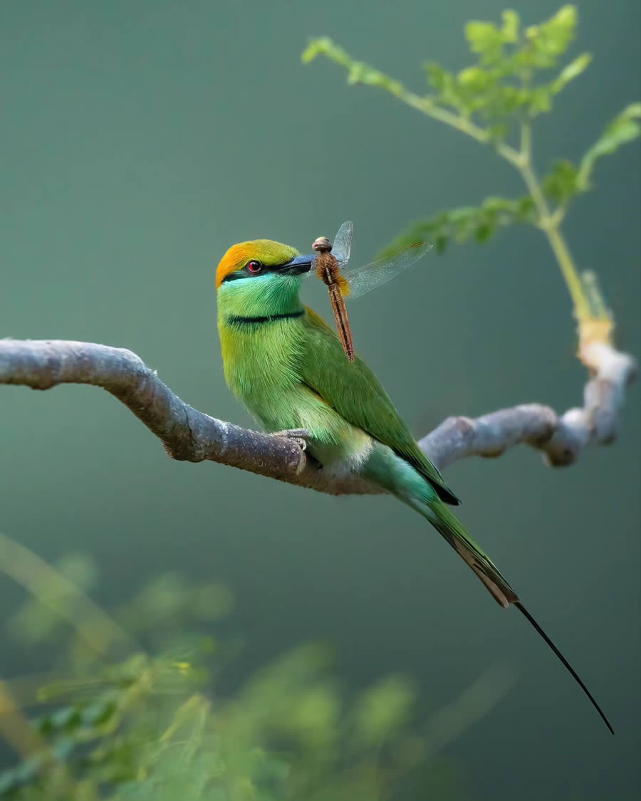 Indian Bird Photography By Arnab Roy