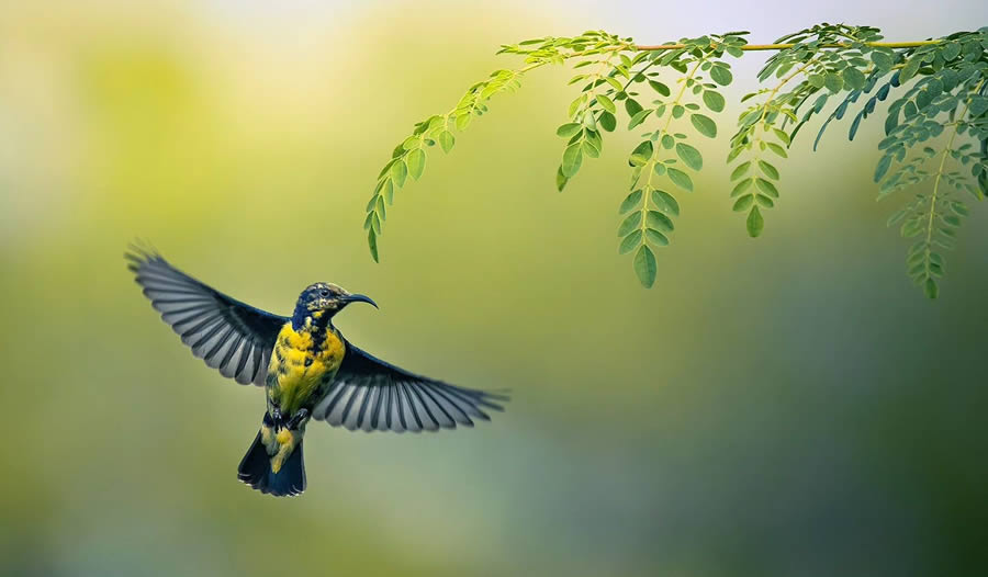 Indian Bird Photography By Arnab Roy