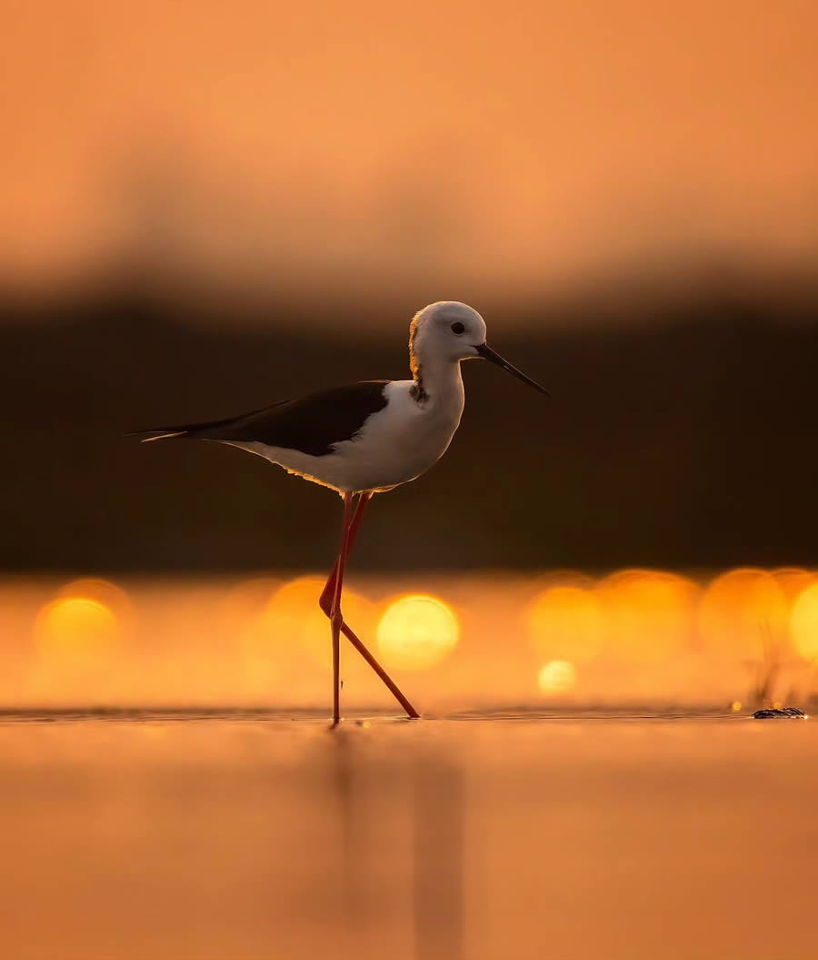 Indian Bird Photography By Arnab Roy