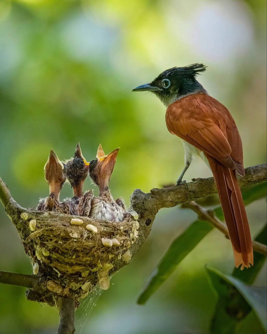 Indian Bird Photography By Arnab Roy