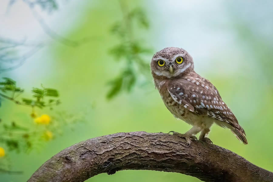 Indian Bird Photography By Arnab Roy