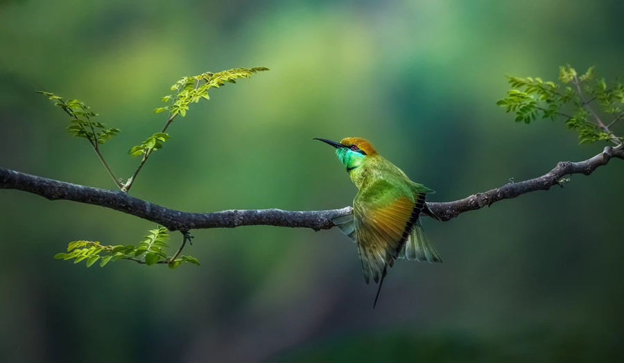 Indian Bird Photography By Arnab Roy