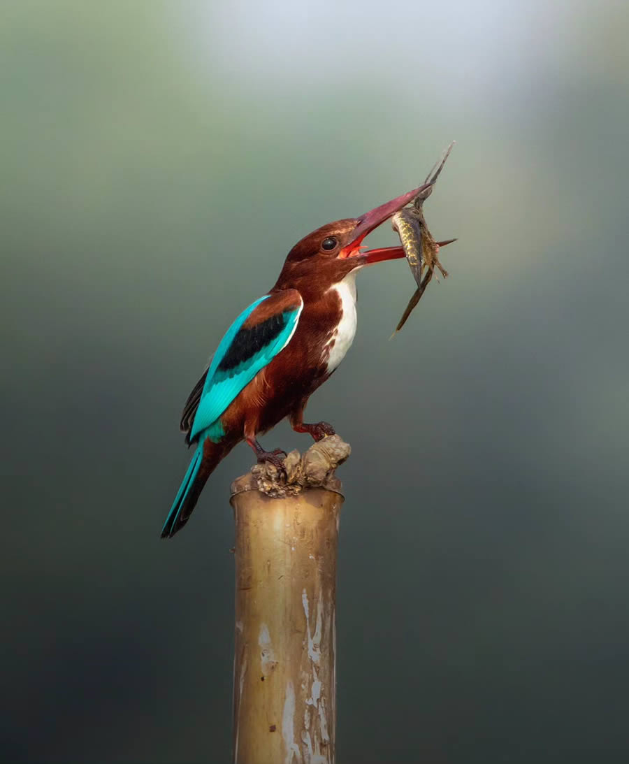 Indian Bird Photography By Arnab Roy