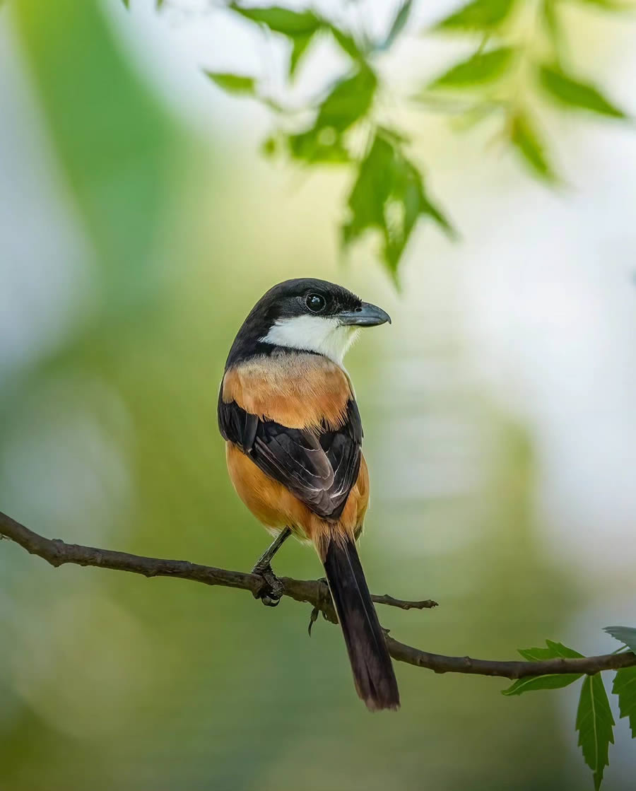 Indian Bird Photography By Arnab Roy