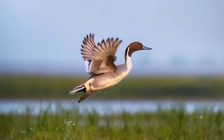 Indian Bird Photography By Arnab Roy