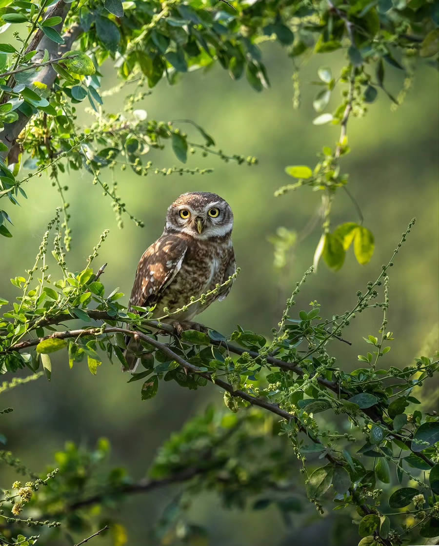 Indian Bird Photography By Arnab Roy