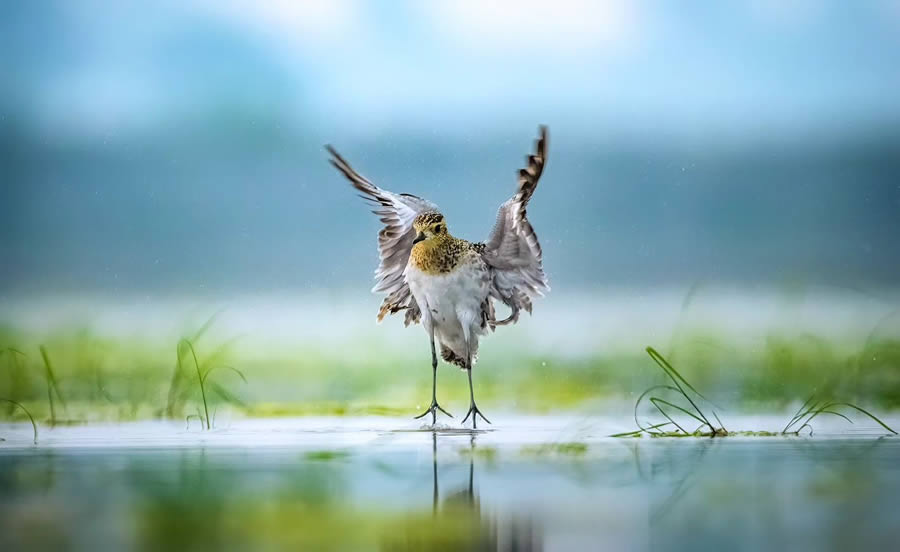 Indian Bird Photography By Arnab Roy