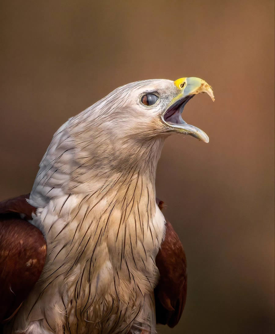 Indian Bird Photography By Arnab Roy