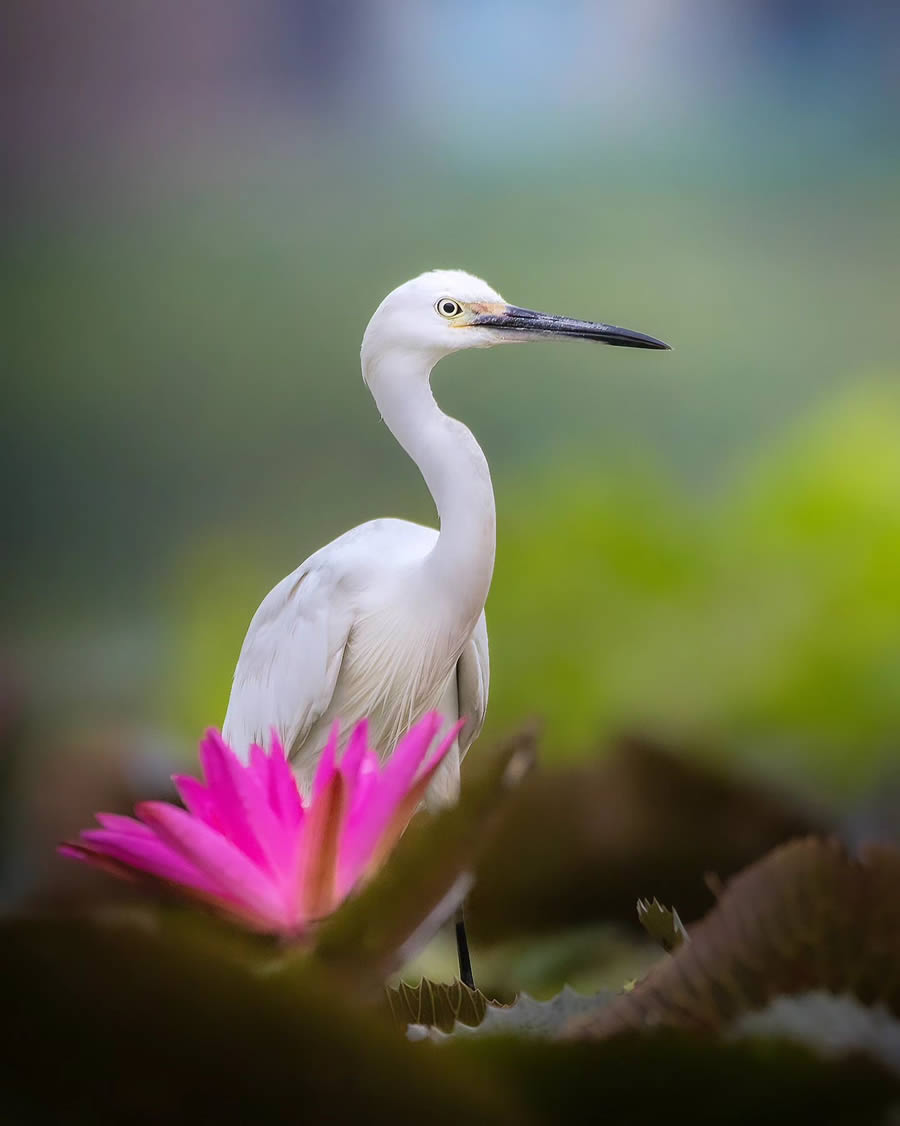 Indian Bird Photography By Arnab Roy