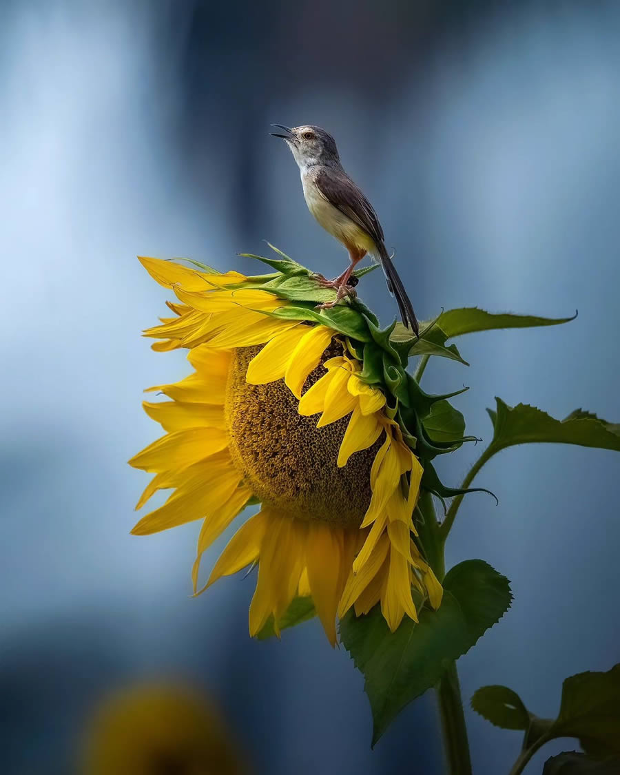 Indian Bird Photography By Arnab Roy