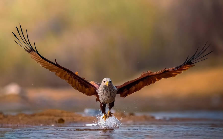 Indian Bird Photography By Arnab Roy