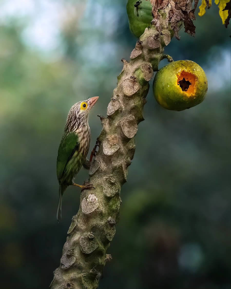 Indian Bird Photography By Arnab Roy