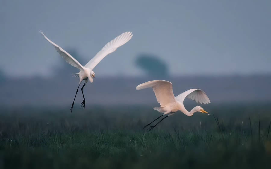 Indian Bird Photography By Arnab Roy