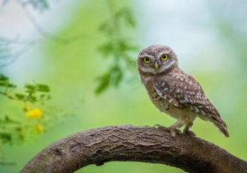 Indian Bird Photography By Arnab Roy