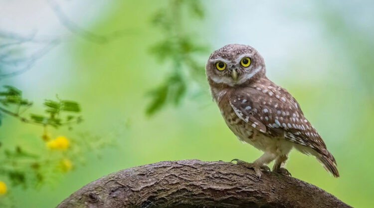 Indian Bird Photography By Arnab Roy