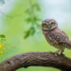 Indian Bird Photography By Arnab Roy