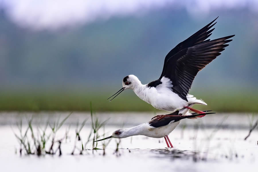 Indian Bird Photography By Kalyan Acharya