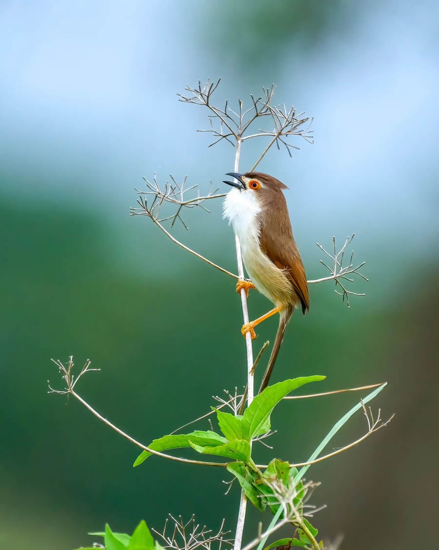 Indian Bird Photography By Kalyan Acharya