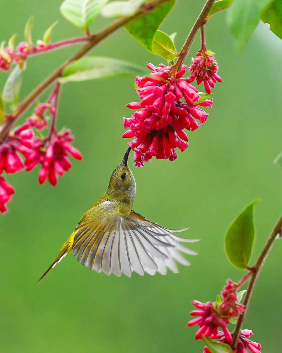 Indian Bird Photography By Kalyan Acharya