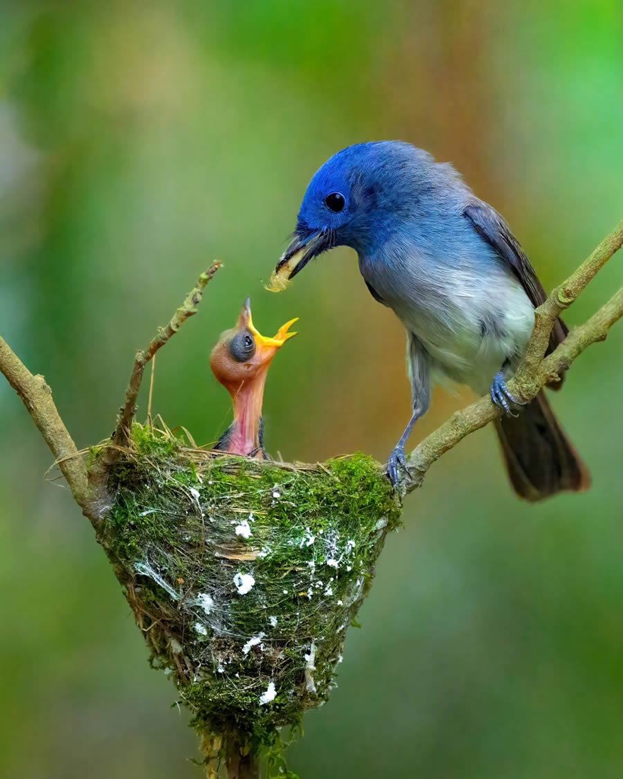 Indian Bird Photography By Kalyan Acharya