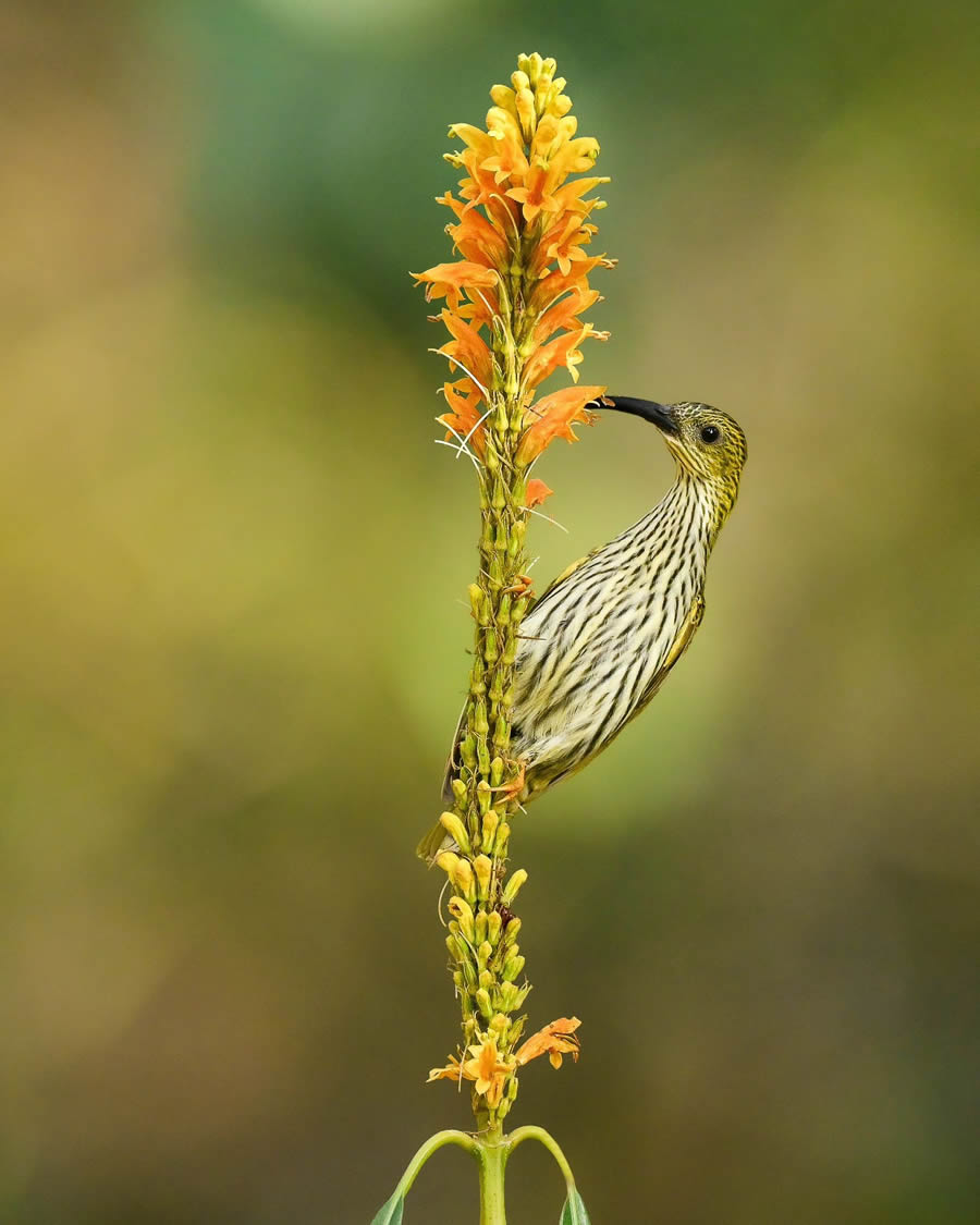 Indian Bird Photography By Kalyan Acharya