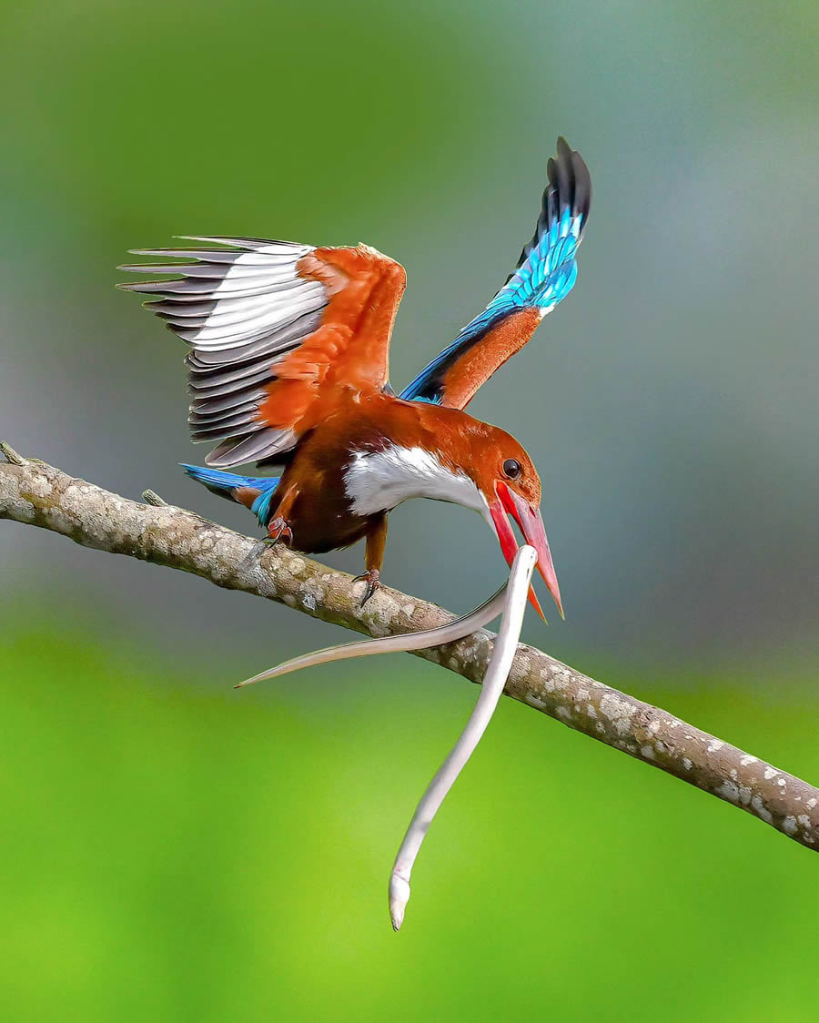 Indian Bird Photography By Kalyan Acharya